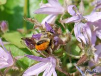Wildbiene 1